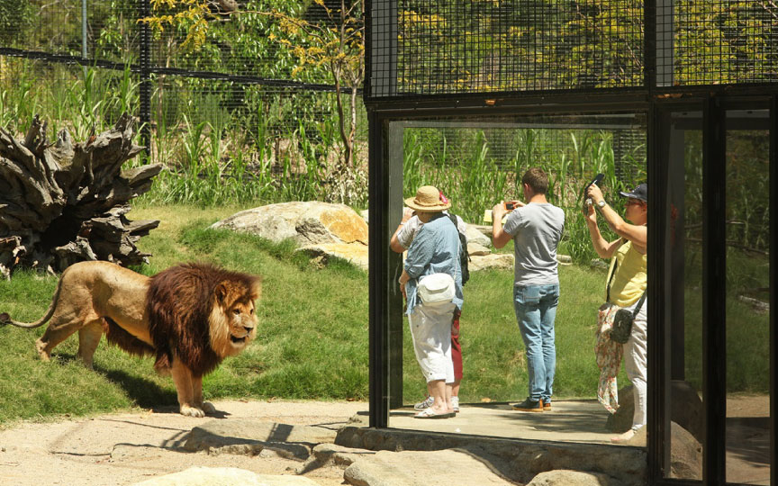Viridian Glass – Melbourne Zoo Lion Gorge